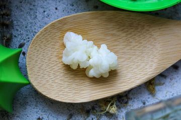 Nódulos de kéfir de leche blancos y frescos en una cuchara de madera sobre una superficie de piedra.