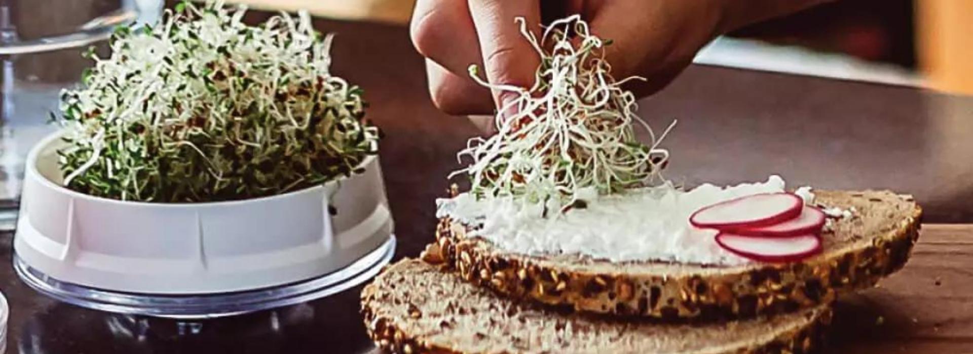 rebanada de pan de semillas con queso de kefir y germinados