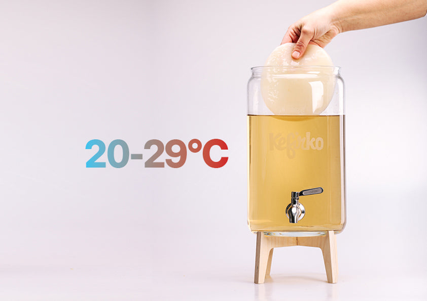 Mano añade un scoby a un tarro de vidrio Kefirko. Al lado se indica la temperatura kombucha ideal: 20-29°C.