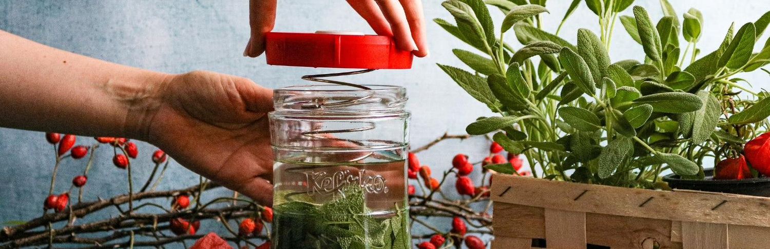 tarro para fermentar verduras con tapa roja y fermentar salvia